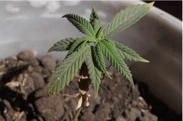 Descubre todo lo necesario para cultivar un huerto urbano en casa