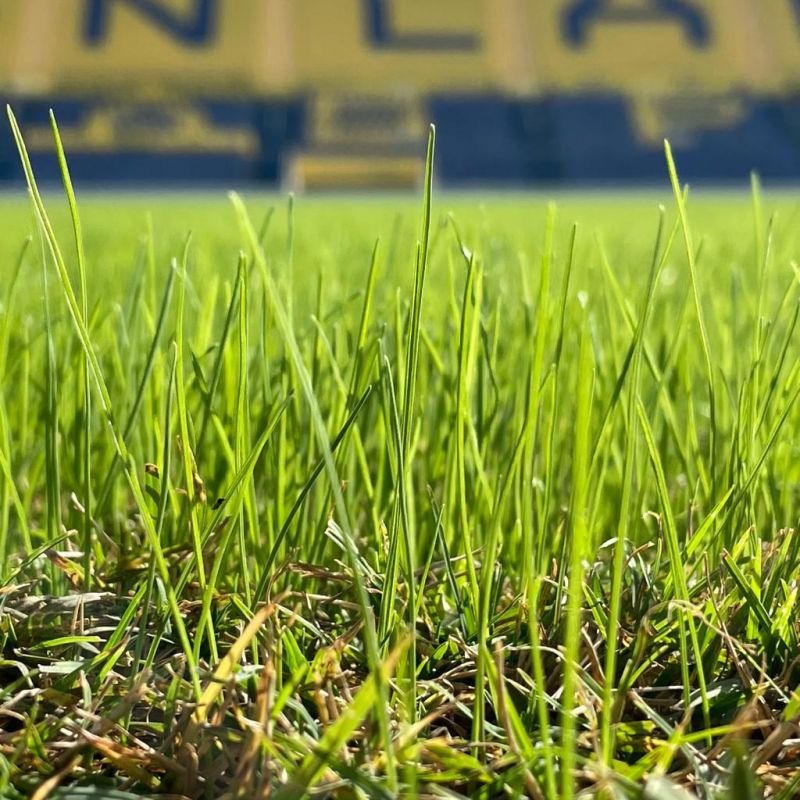 119.400 euros, coste del relevo del césped invernal del Gran Canaria