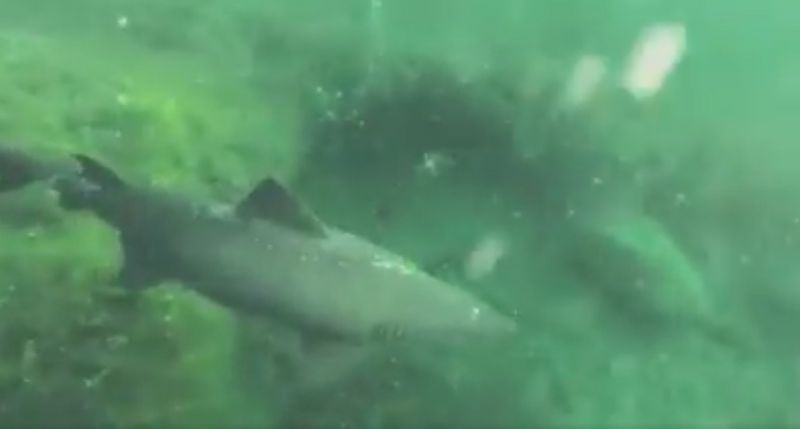 Alvaro Déniz se topa con tres tiburones en una experiencia de buceo