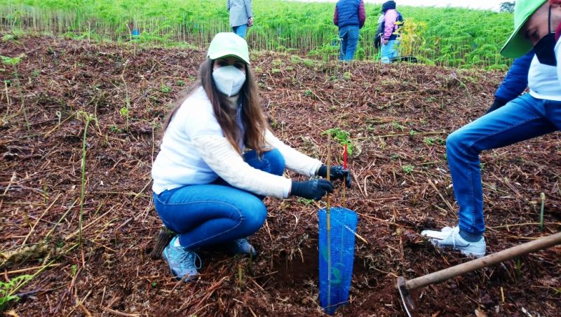 60 personas del motor reforestan Valleseco