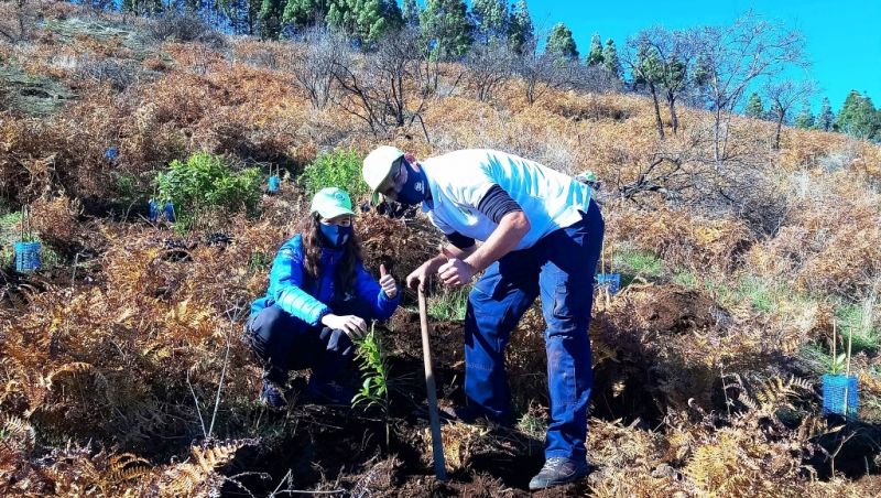 400 jóvenes árboles con sello federativo