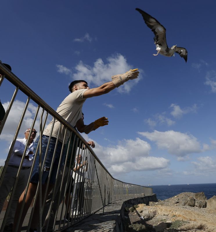 Libres como pardelas